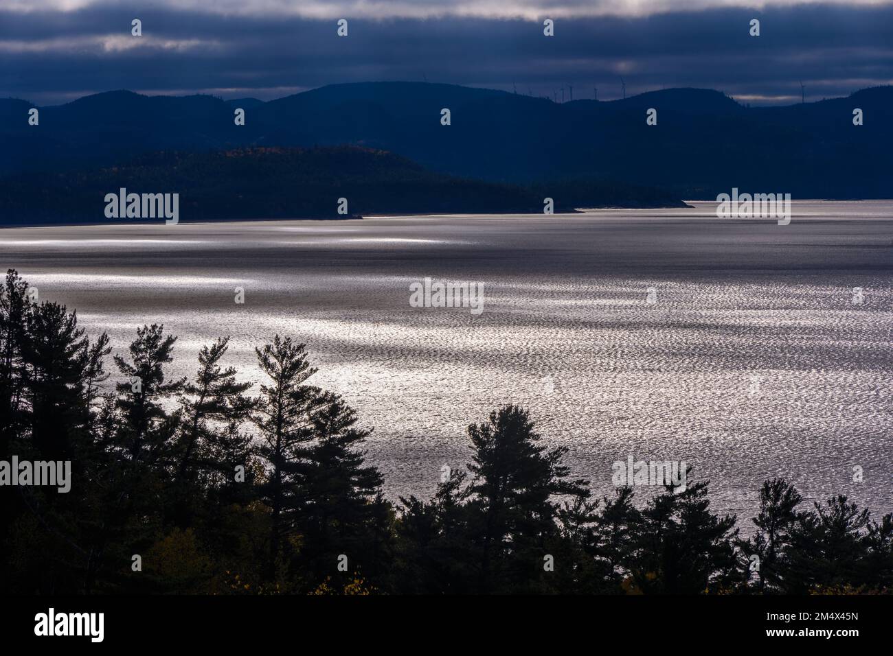 White Pines, Agawa Bay, Lake Superior Provincial Park - Agawa Bay, Ontario, Kanada Stockfoto