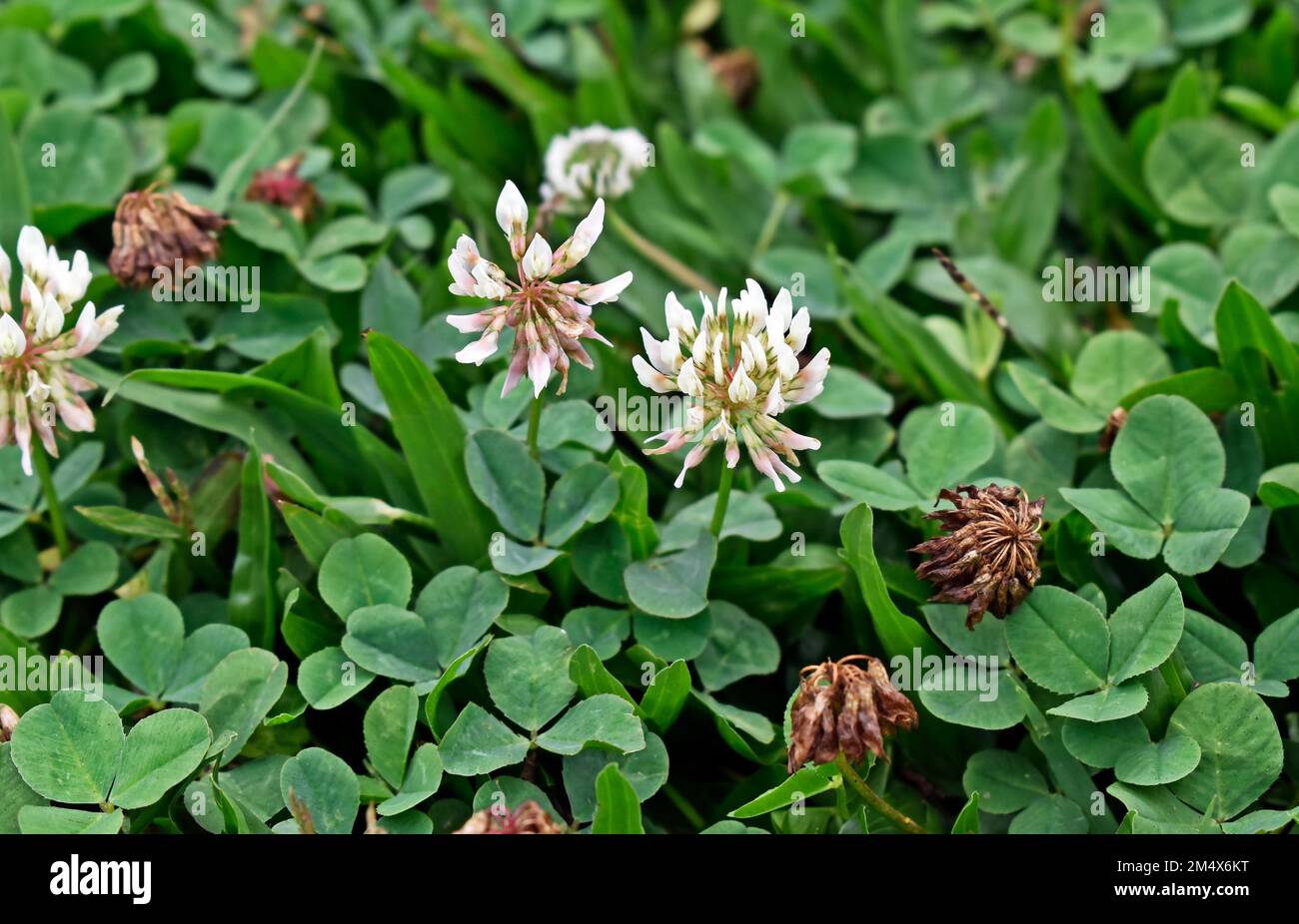 Weißkleeblumen (Trifolium repens) im Garten Stockfoto