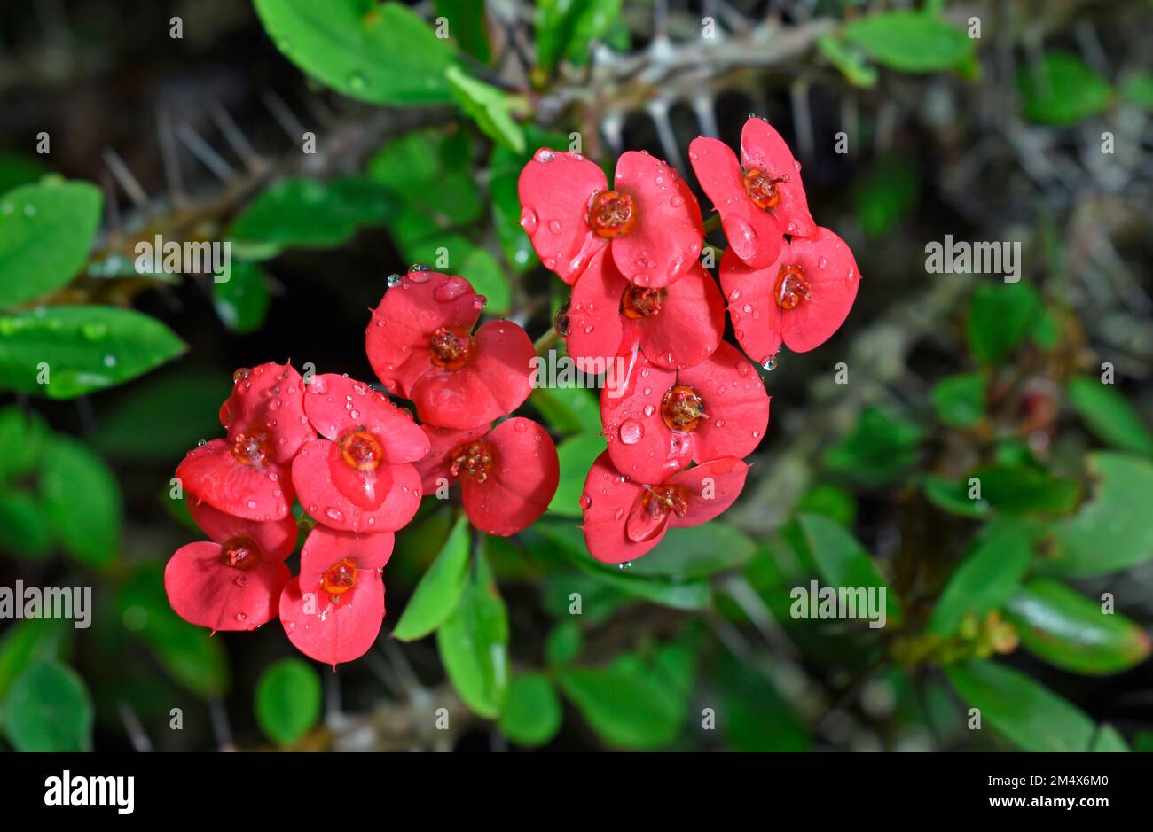 Rote Dornenkrone oder Christusdornblüten (Euphorbia Milli) im Garten Stockfoto
