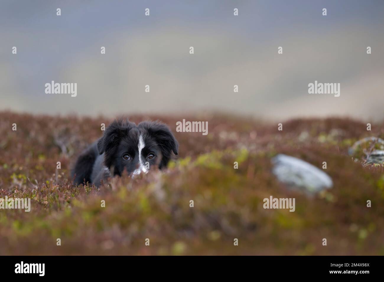 Border Collie Hündchen liegt auf Pflanzen Stockfoto