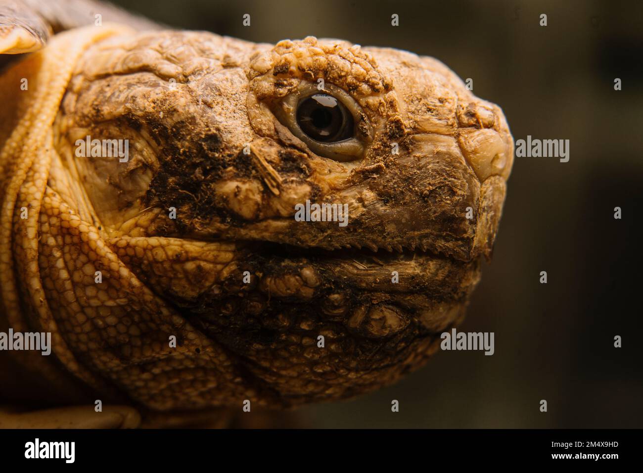 Nahaufnahme des gelben Schildkrötenkopfes Stockfoto