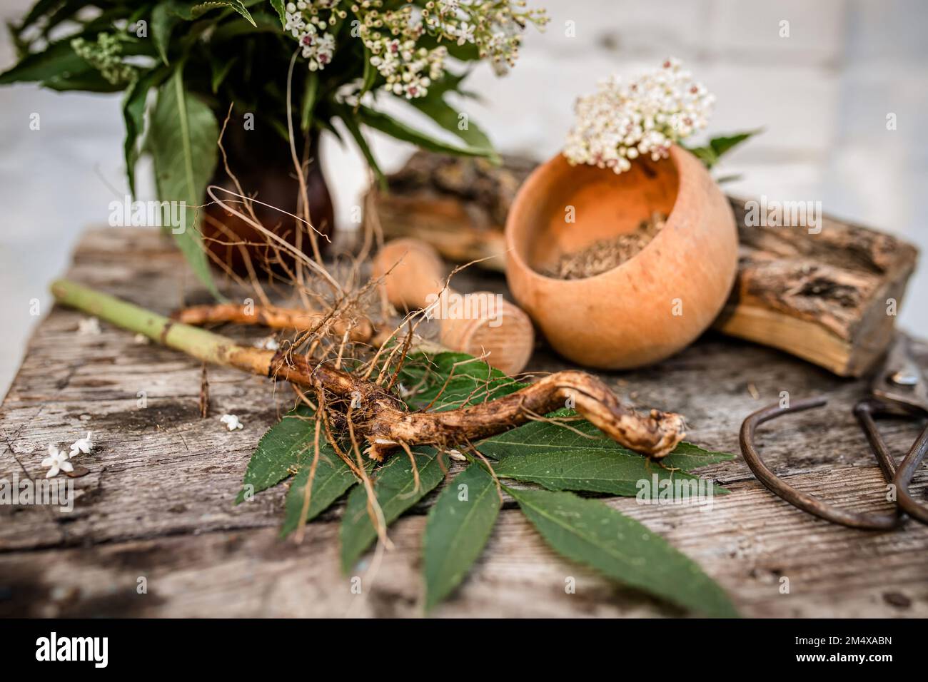 Frisch geernteter ZWERG ÄLTERER Wurzelgetrockneter ORGANISCHER Bulkkraut, Sambucus ebulus mit einem Blumenstrauß aus Danewort. Stockfoto