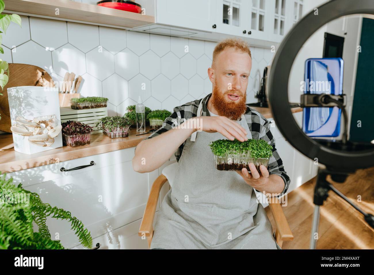 Mann, der Videos von Mikrogrün mit einem Smartphone in der Küche zu Hause filmt Stockfoto