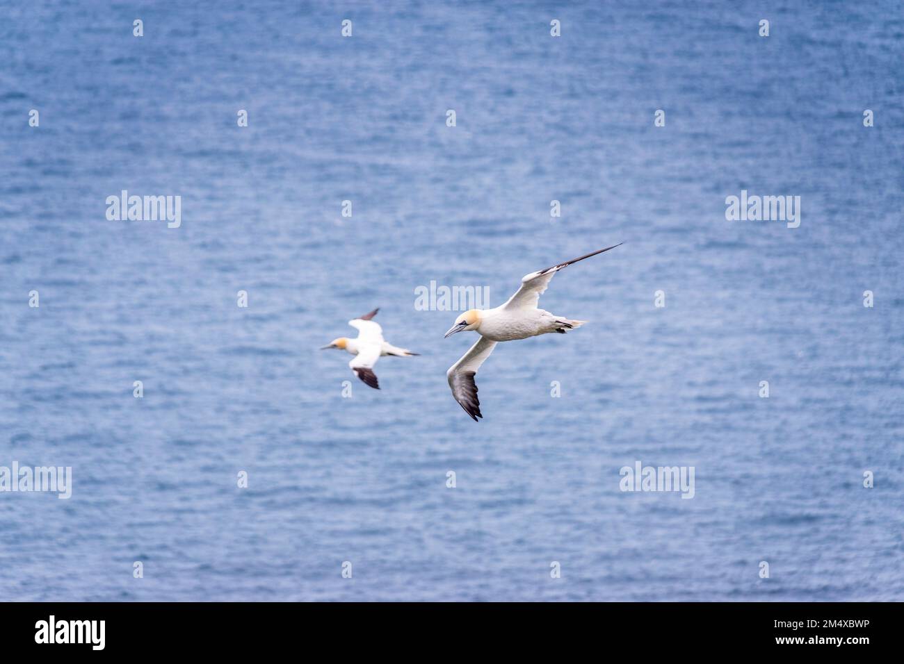 Zwei Tölpel fliegen gegen das Meer Stockfoto