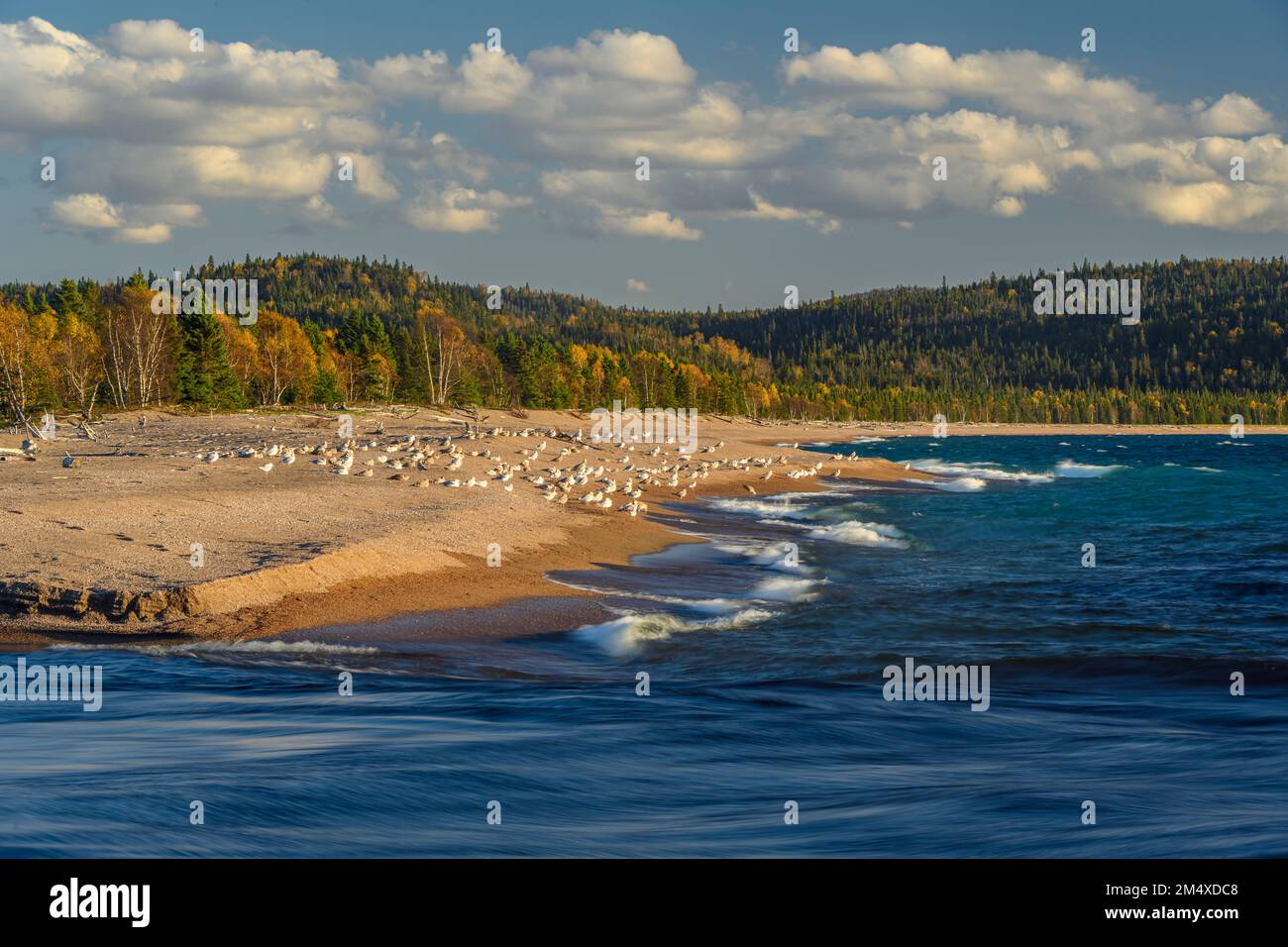 Roosting Gulls, eine Sandbar an der Mündung des Michipicoten River, Rock Island Lodge, Wawa, Ontario, Kanada Stockfoto