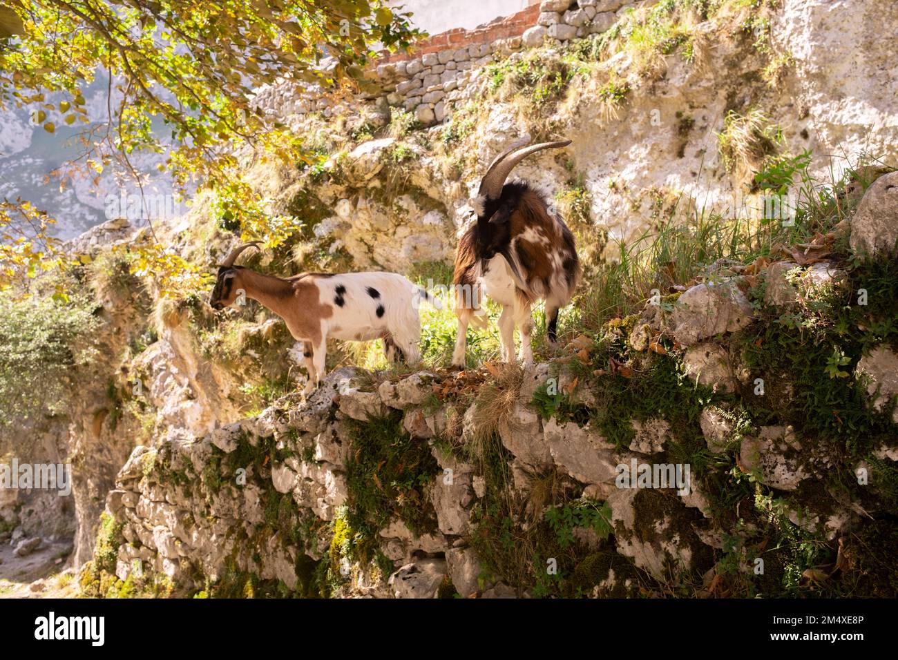 Spanien, Kastilien und Leon, Posada de Valdeon, zwei Bergziegen (Capra pyrenaica) im Freien Stockfoto