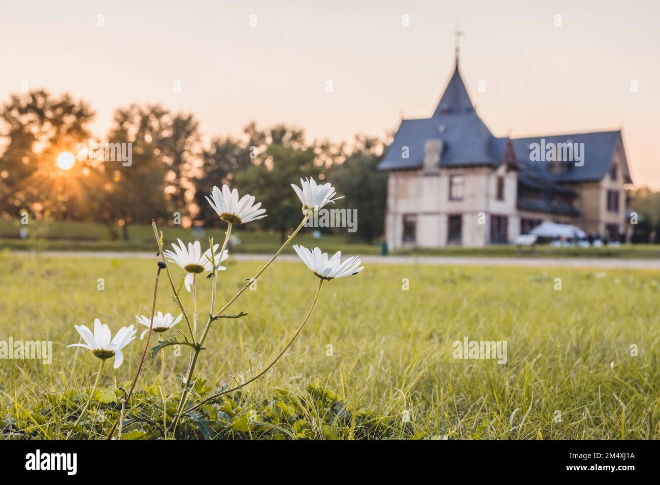 Deutschland, Hamburg, weiße Wildblumen blühen bei Sonnenuntergang auf der Insel Kaltehofe Stockfoto