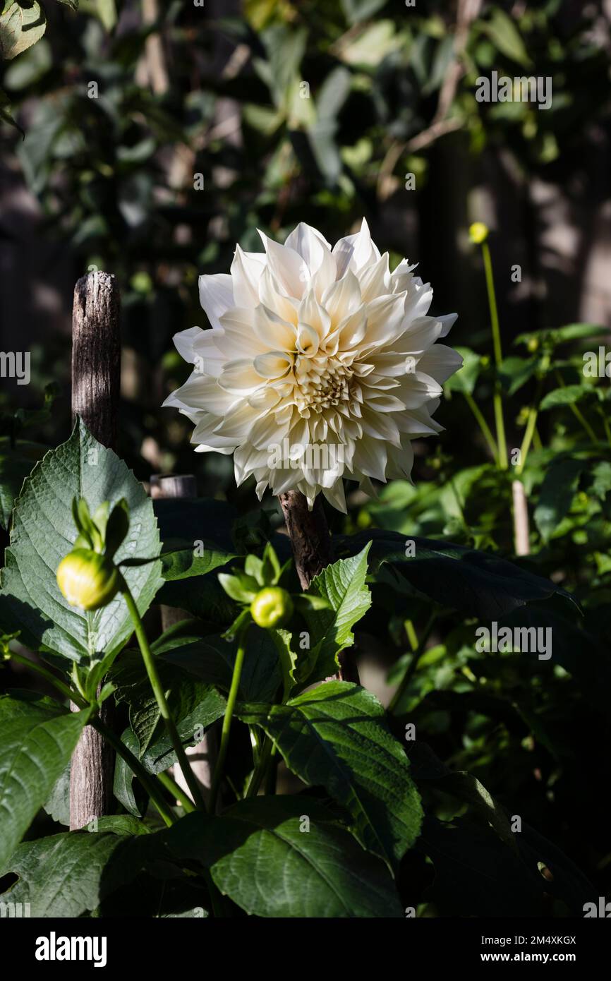 Weiße blühende Dahlia von Cafe Au Lait Sorte Stockfoto