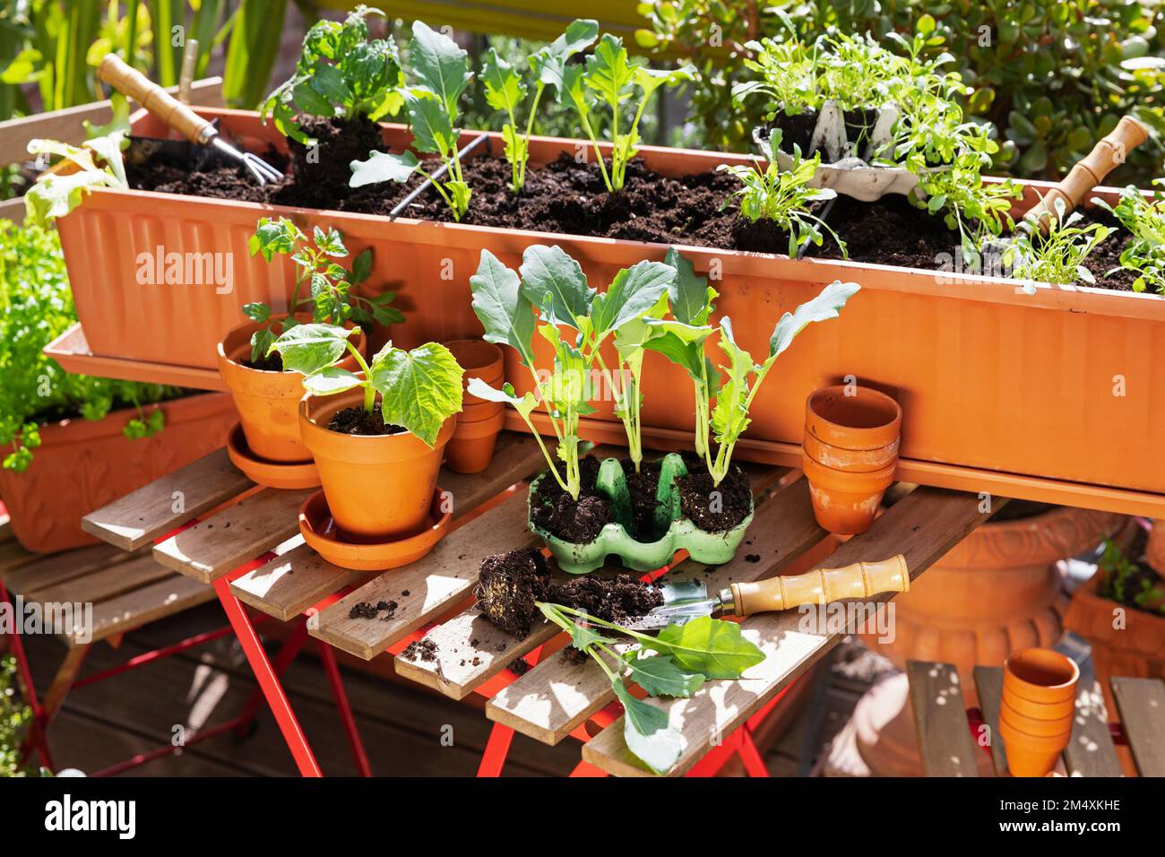 Balkon gemüse Fotos und Bildmaterial in hoher Auflösung Alamy