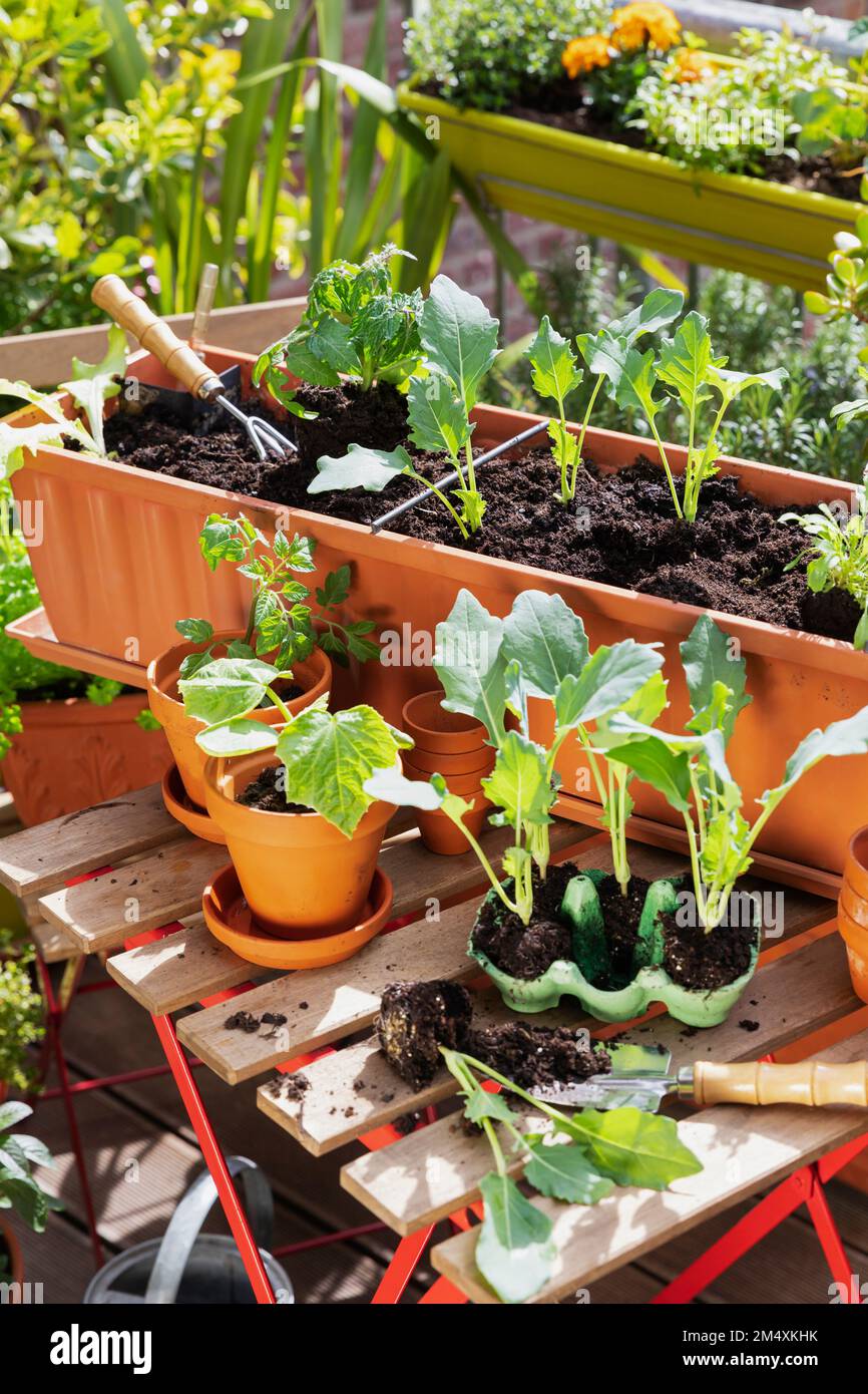 Balkon gemüse Fotos und Bildmaterial in hoher Auflösung Alamy