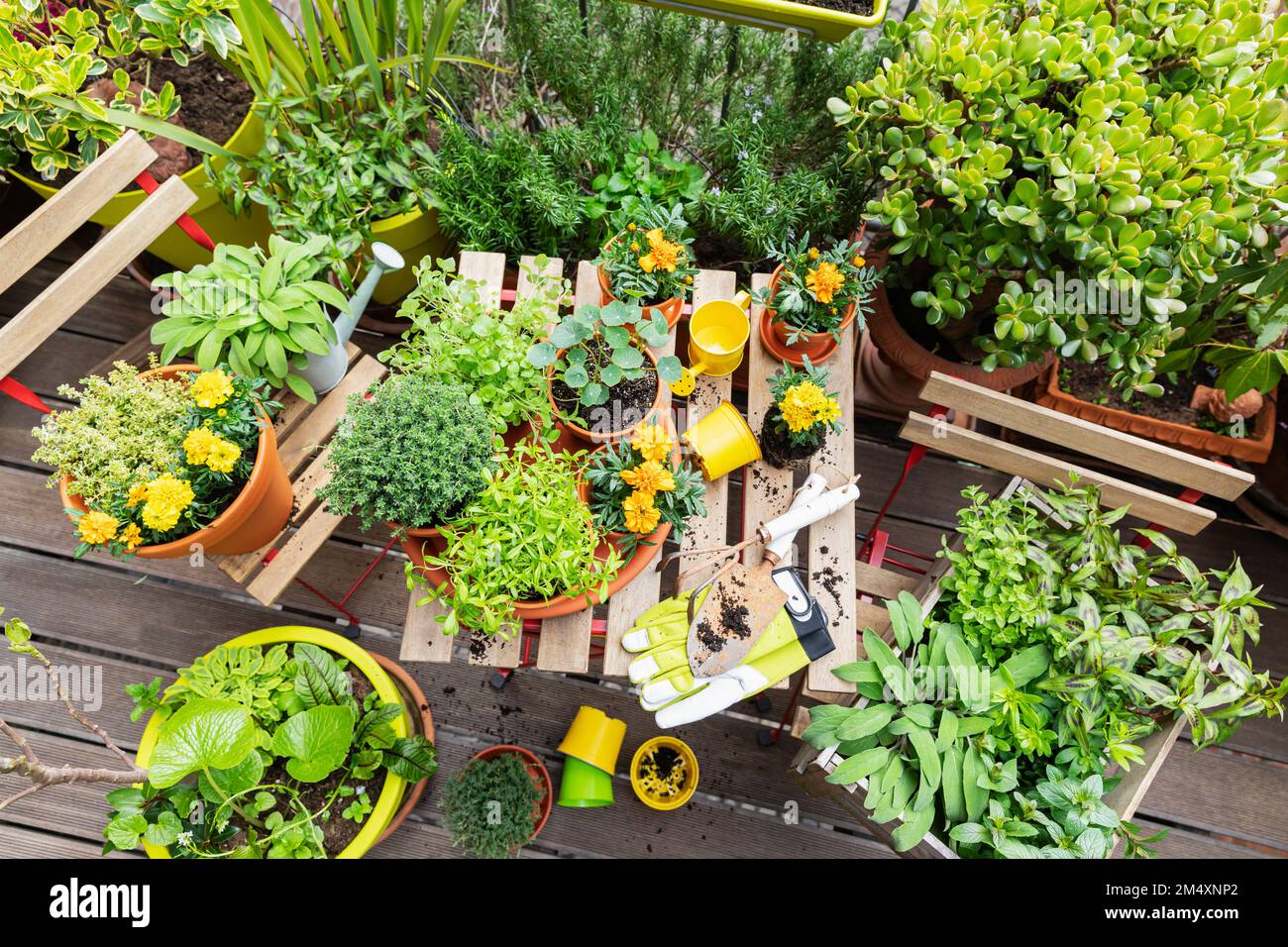 Kräuter balkon minze -Fotos und -Bildmaterial in hoher Auflösung – Alamy