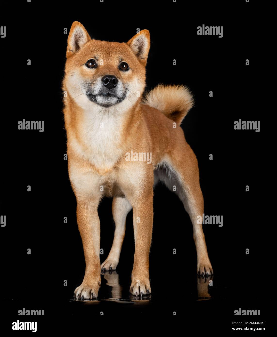 shiba inu vor schwarzem Hintergrund Stockfoto