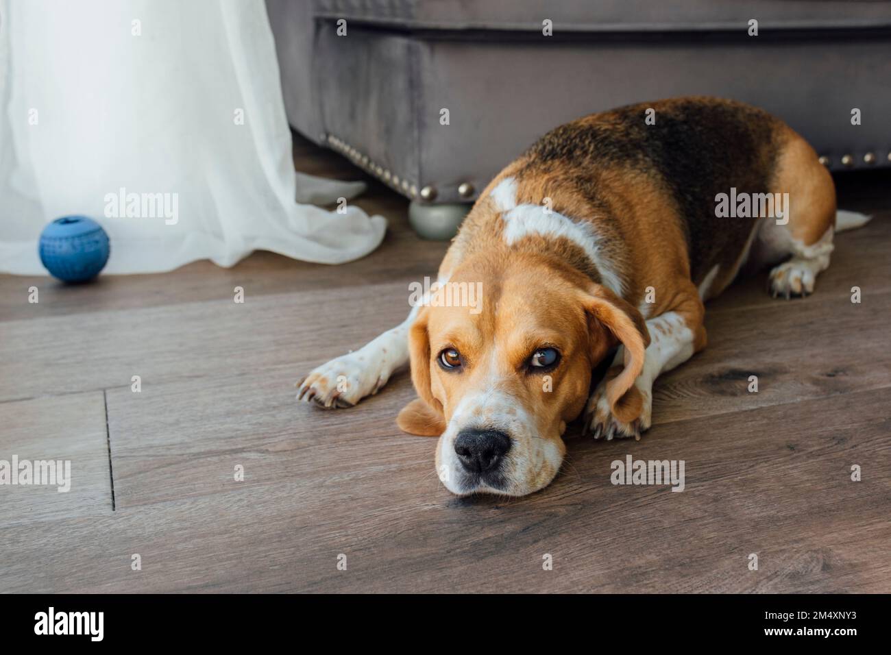 Hund liegend auf dem Boden zu Hause Stockfoto