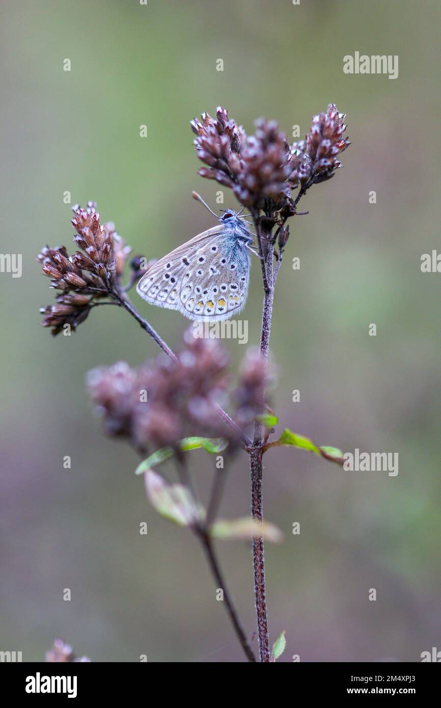 Eine vertikale Nahaufnahme eines blauen papillon-Schmetterlings auf der Blume Stockfoto