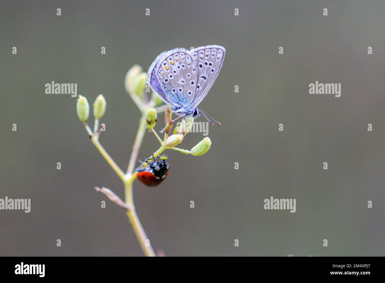 Nahaufnahme eines blauen papillon-Schmetterlings und eines Marienkäfers auf der Blume Stockfoto