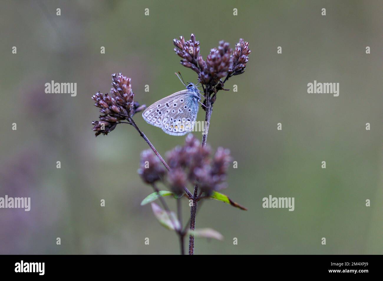 Eine Nahaufnahme eines blauen papillon-Schmetterlings auf der Blume Stockfoto