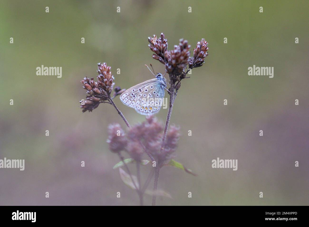 Eine Nahaufnahme eines blauen papillon-Schmetterlings auf der Blume Stockfoto