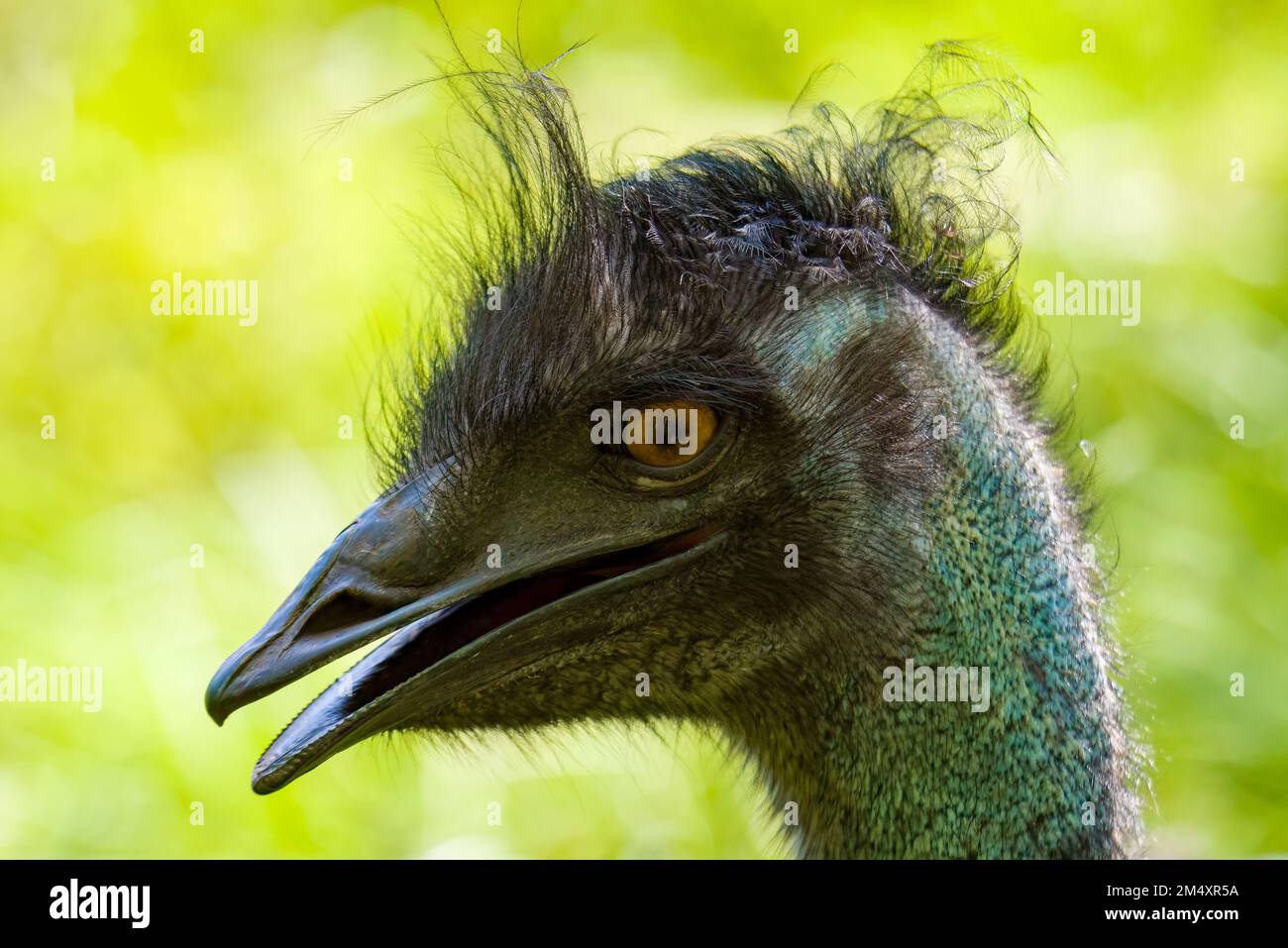 Porträt einer emu Stockfoto