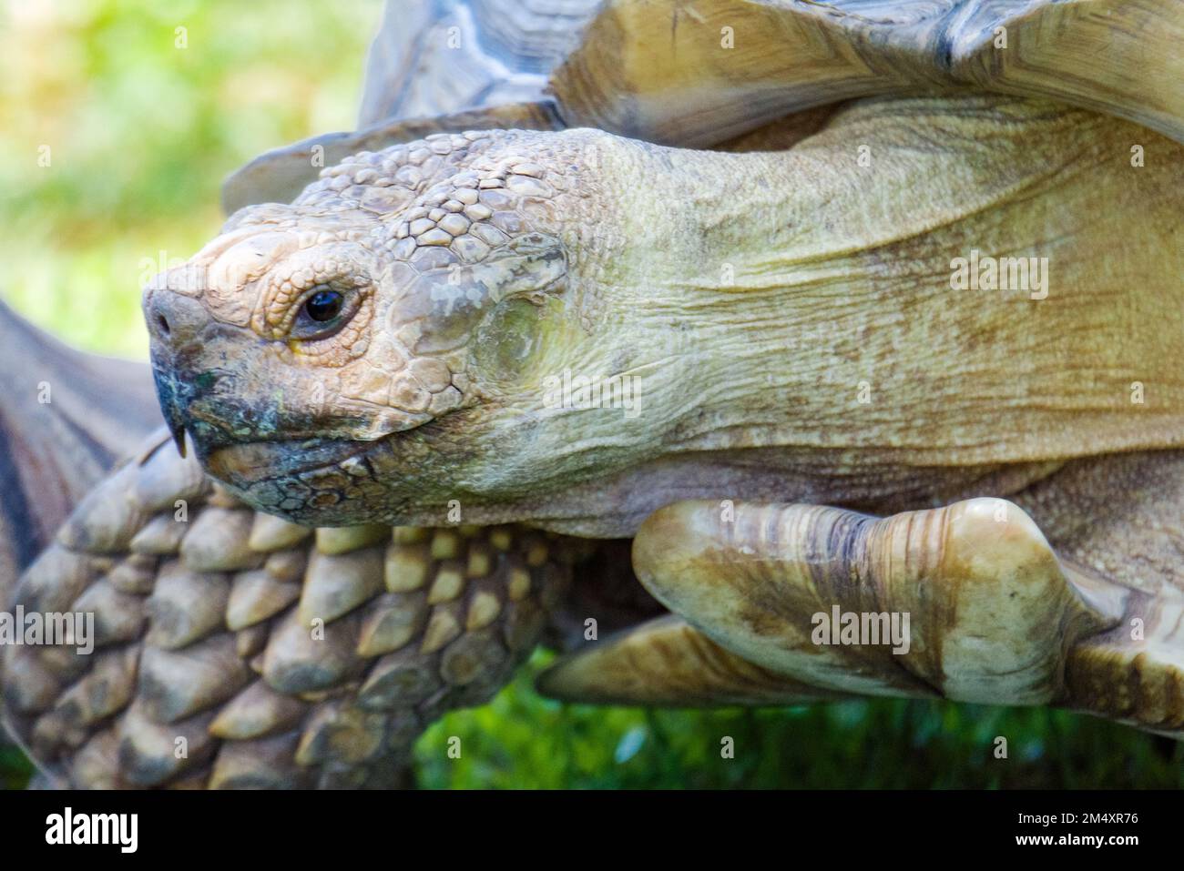 Eine Nahaufnahme des Kopfes einer afrikanischen Schildkröte. Stockfoto