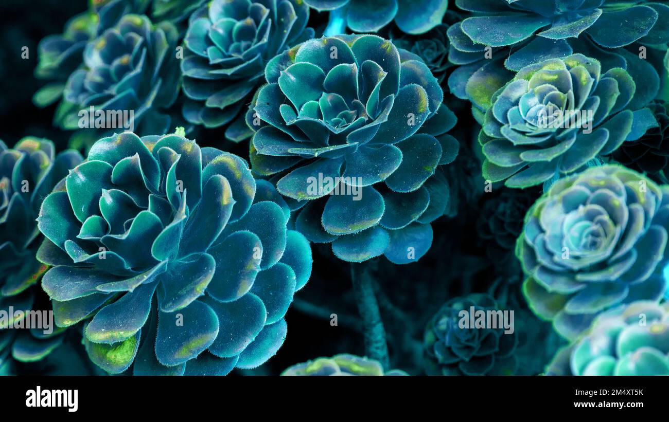 Nahaufnahme eines blaugrünen saftigen Kaktus. Blaue echeveria-Anlage, Draufsicht. Teal Sukkulente Pflanze im Hintergrund. Stockfoto