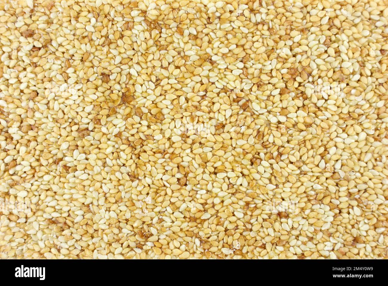 Sesamrösten in Nahaufnahme. Süßigkeiten aus Sesam. Weiß geröstete Sesamsamen in Karamell, frisches Kozinaki Stockfoto