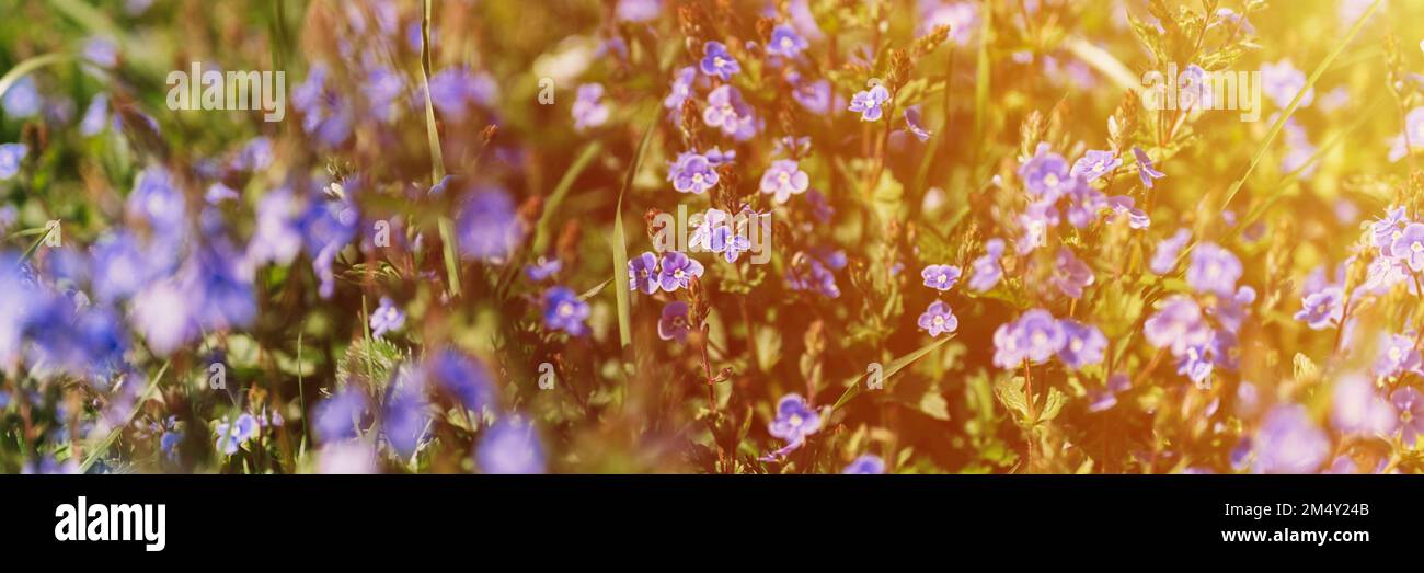 Vergesst-mich-nicht-Blumen (myosotis sylvatica). Die ersten leuchtend blauen blühenden Wildblumen in voller Blüte im Garten oder auf dem Feld. Wilder Gartenbau, Heimkehr. Stockfoto