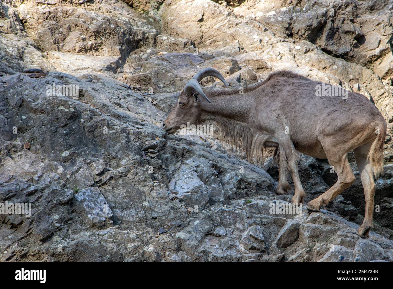 Die Berberschafe (AMMOTRAGUS LERVIA) laufen auf einem Felsen Stockfoto