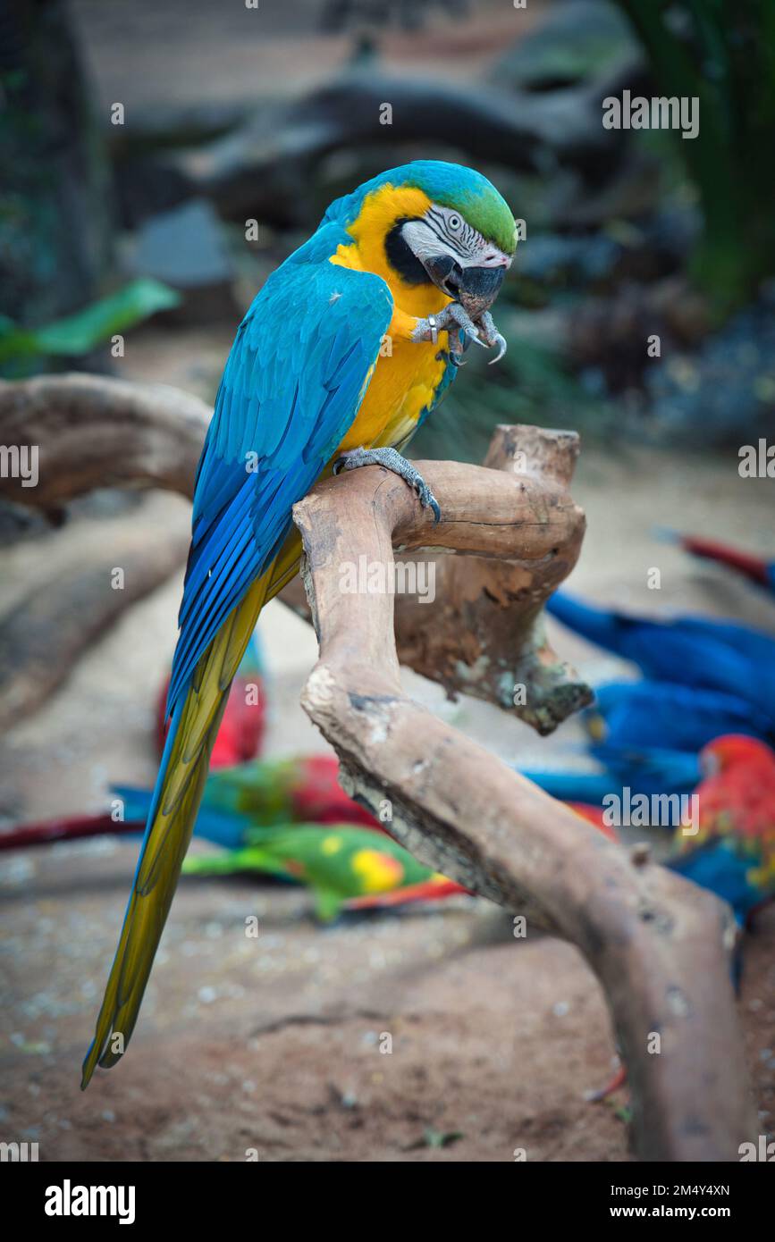Foto des Macaw im Vogelpark foz do iguacu Stockfoto