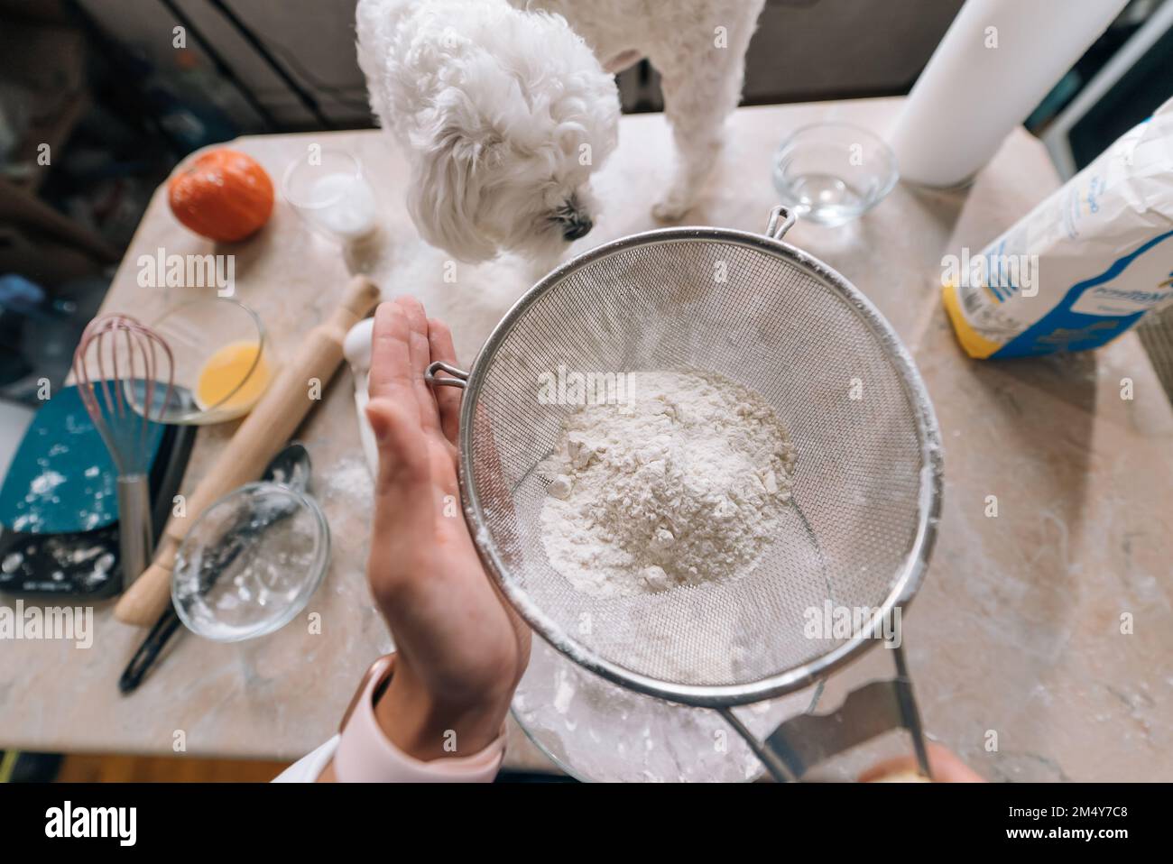 Frau in der Küche siebt Mehl zusammen mit einem Hund Stockfoto