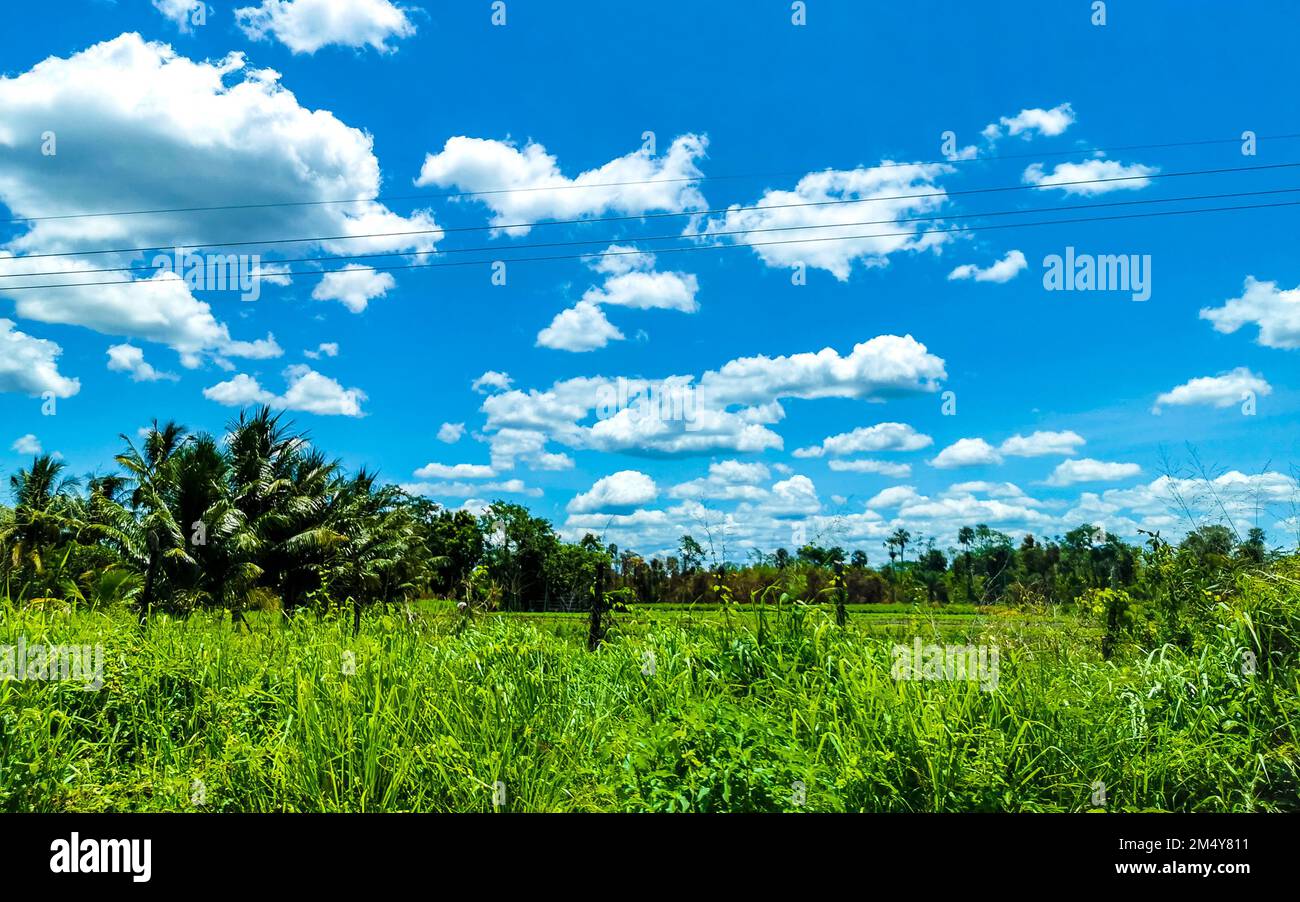 Tropischer Dschungel und Wald mit Straße durch das Dorf Kantunilkin Lazaro Cardenas in Quintana Roo Mexiko. Stockfoto