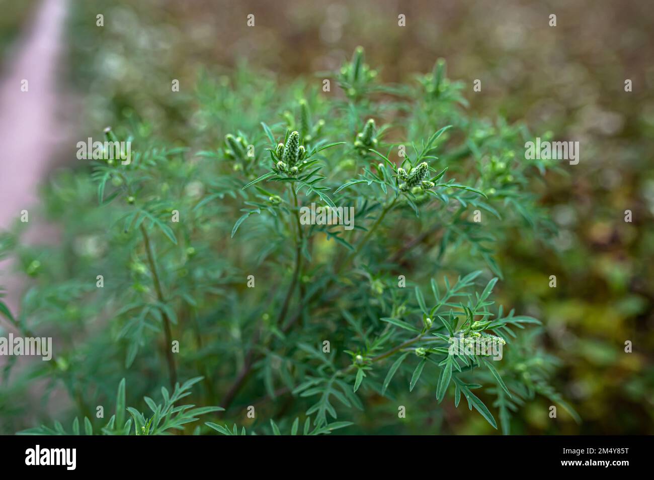Blühende Ambrosia artemisiifolia ist eine gefährliche allergische Pflanze. Unkrautsträucher Pollen verursachen Allergien Stockfoto