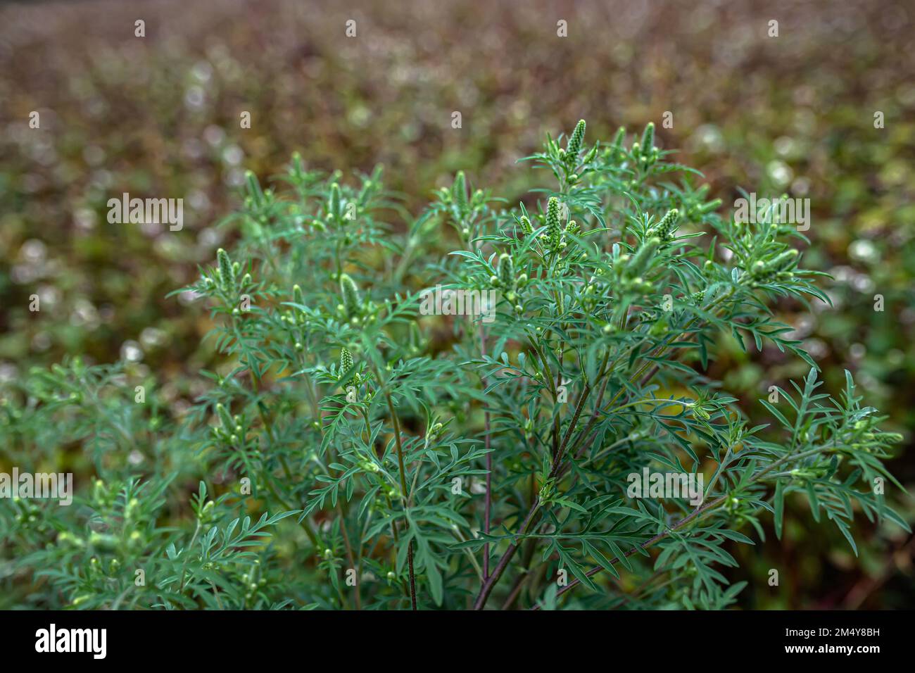 Blühende Ambrosia artemisiifolia ist eine gefährliche allergene Pflanze. Unkrautbüsche verursachen Allergien. Saisonale Blüte von Ragweed, gefährlich Stockfoto