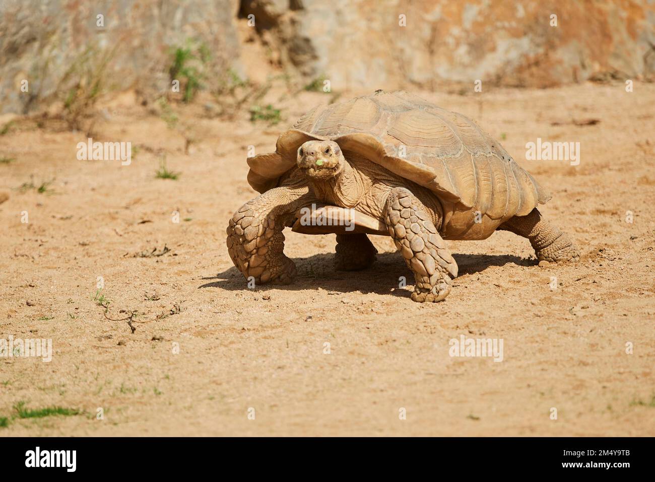 Afrikanische Zwergschildkröte (Centrochelys sulcata) auf dem Boden, Spanien Stockfoto