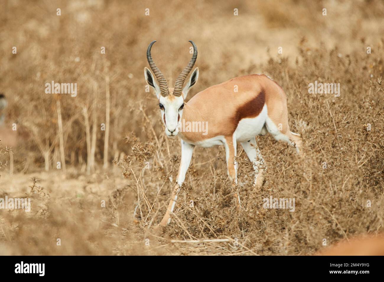 Springbok (Antidorcas marsupialis) im Dessert, in Gefangenschaft, Vertriebsafrika Stockfoto