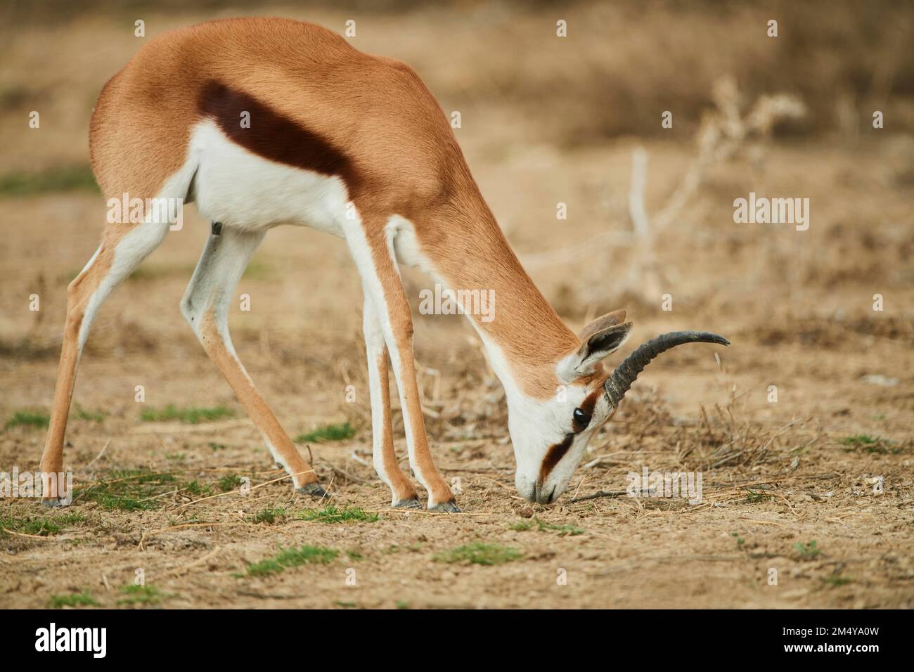 Springbok (Antidorcas marsupialis) im Dessert, in Gefangenschaft, Vertriebsafrika Stockfoto