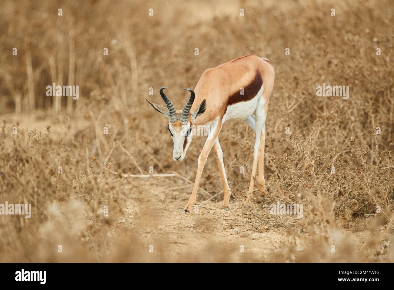 Springbok (Antidorcas marsupialis) im Dessert, in Gefangenschaft, Vertriebsafrika Stockfoto