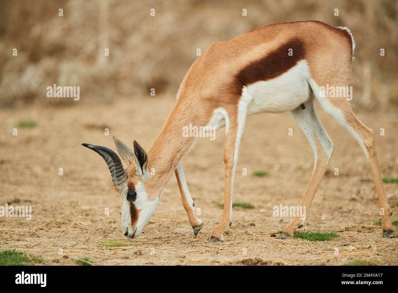Springbok (Antidorcas marsupialis) im Dessert, in Gefangenschaft, Vertriebsafrika Stockfoto