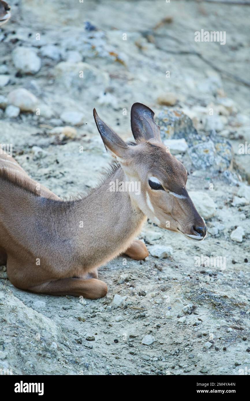 Großkudu (Tragelaphus strepsiceros) im Dessert, Gefangenschaft, Verteilungafrika Stockfoto