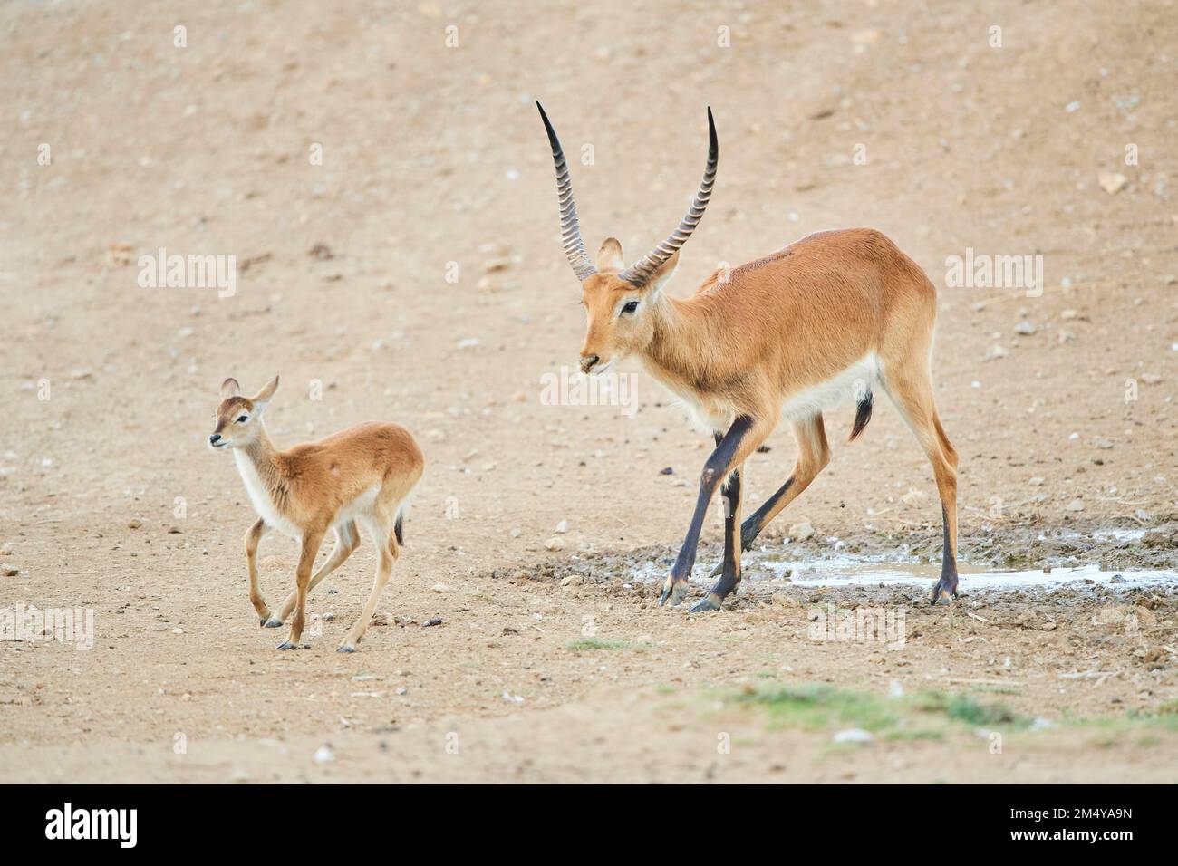 Südliches Lechwe (Kobus leche) im Dessert, Gefangenschaft, Distributionsafrika Stockfoto