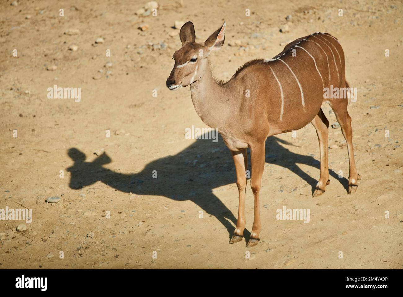 Großkudu (Tragelaphus strepsiceros) im Dessert, Gefangenschaft, Verteilungafrika Stockfoto