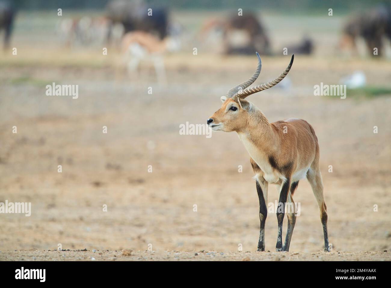 Südliches Lechwe (Kobus leche) im Dessert, Gefangenschaft, Distributionsafrika Stockfoto