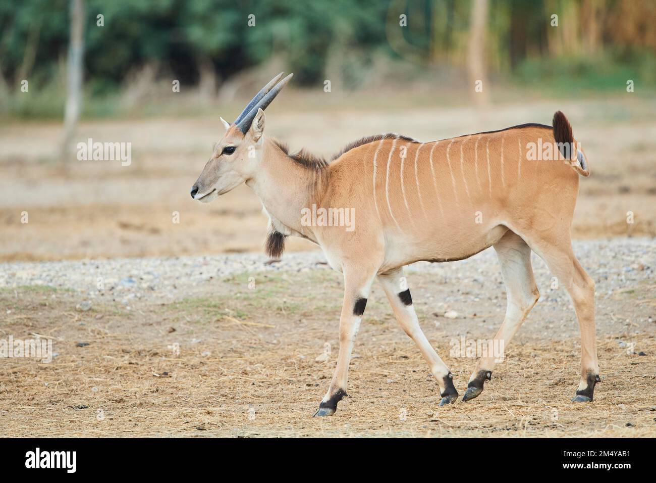 Gemeindeland (Taurotragus oryx) im Dessert, Gefangenschaft, Verteilungafrika Stockfoto