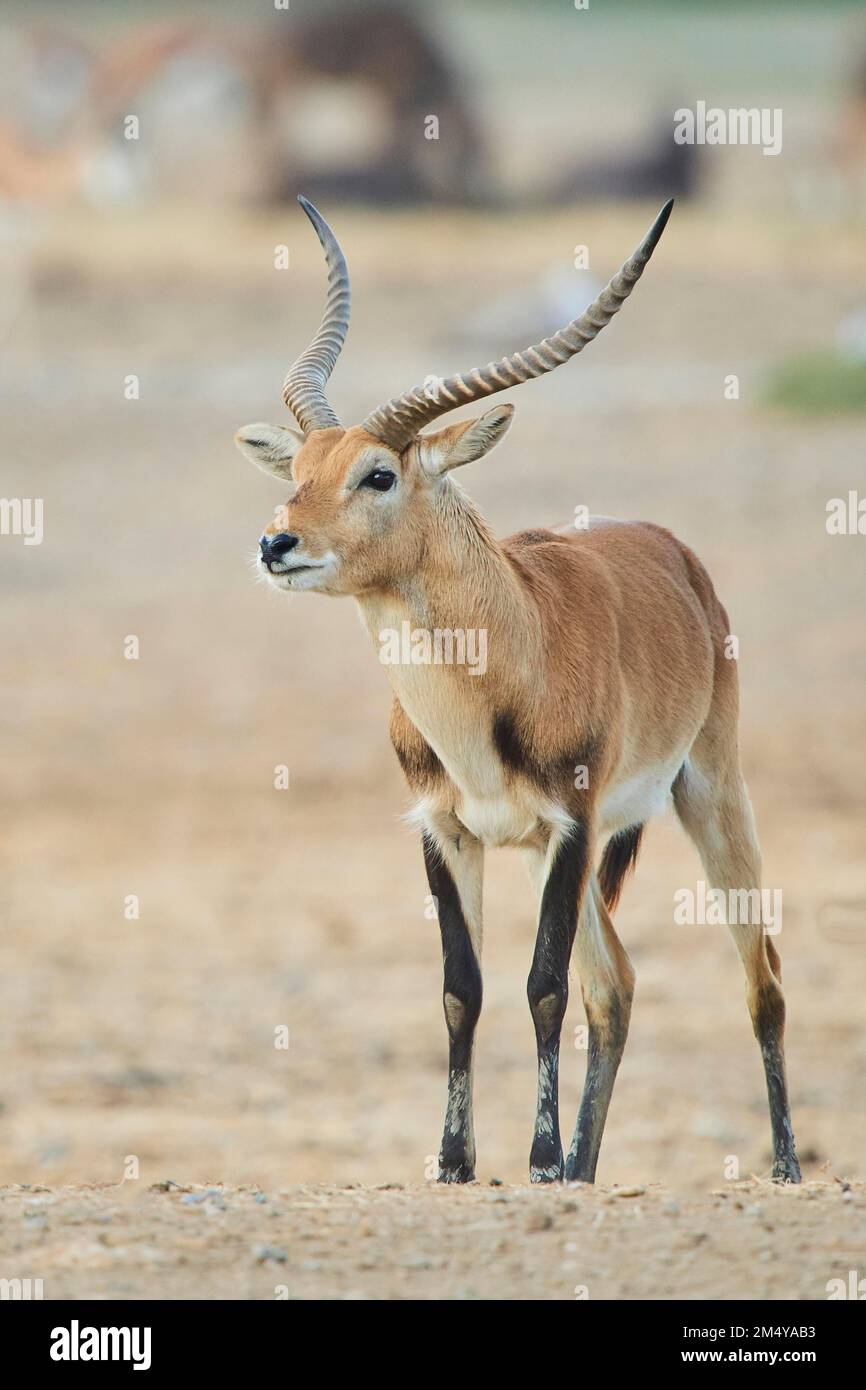 Südliches Lechwe (Kobus leche) im Dessert, Gefangenschaft, Distributionsafrika Stockfoto