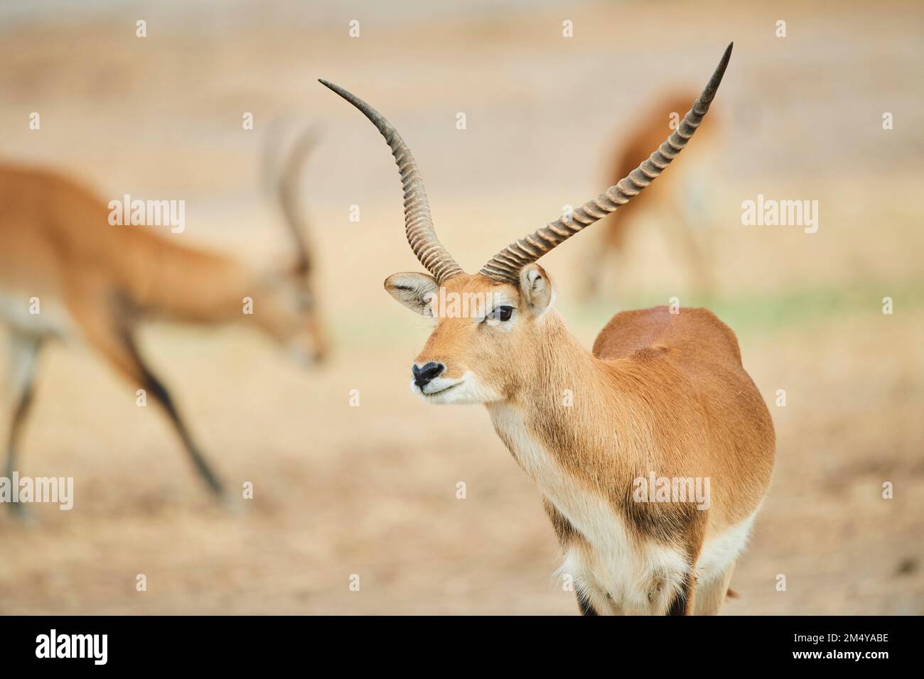 Südliches Lechwe (Kobus leche) im Dessert, Gefangenschaft, Distributionsafrika Stockfoto