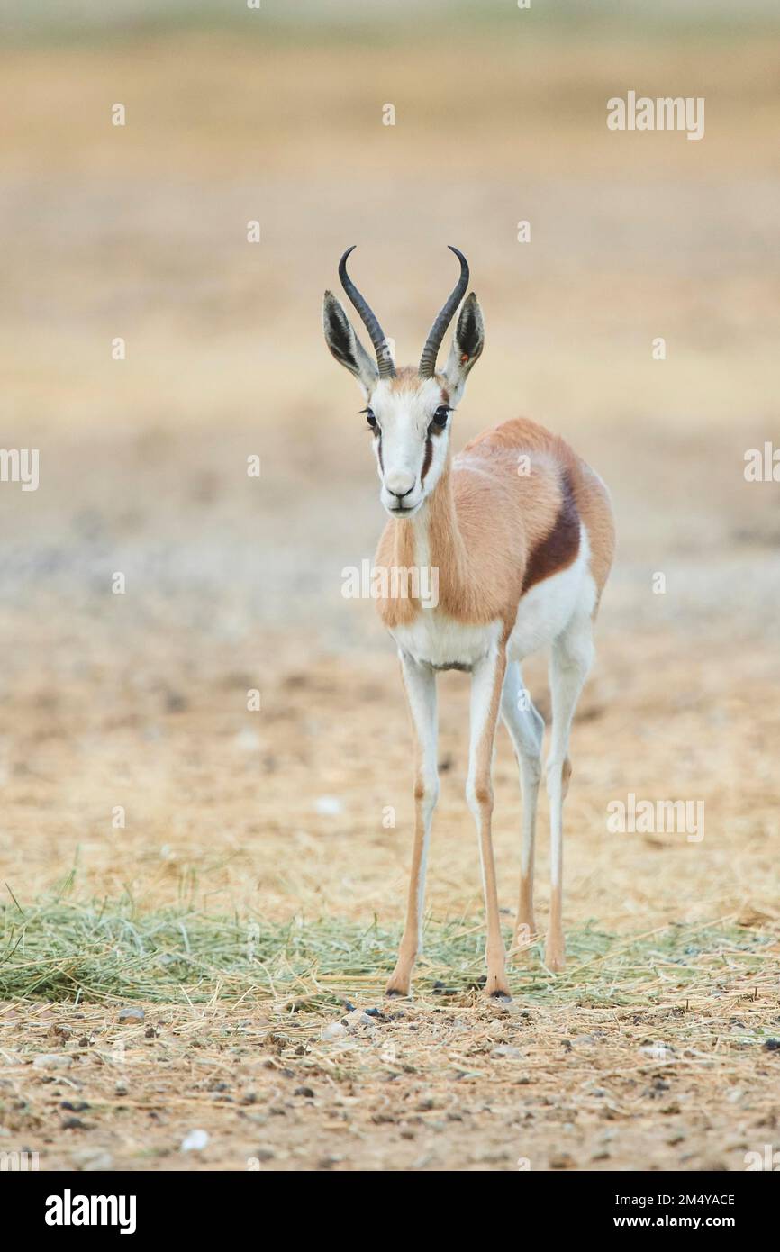 Springbok (Antidorcas marsupialis) im Dessert, in Gefangenschaft, Vertriebsafrika Stockfoto