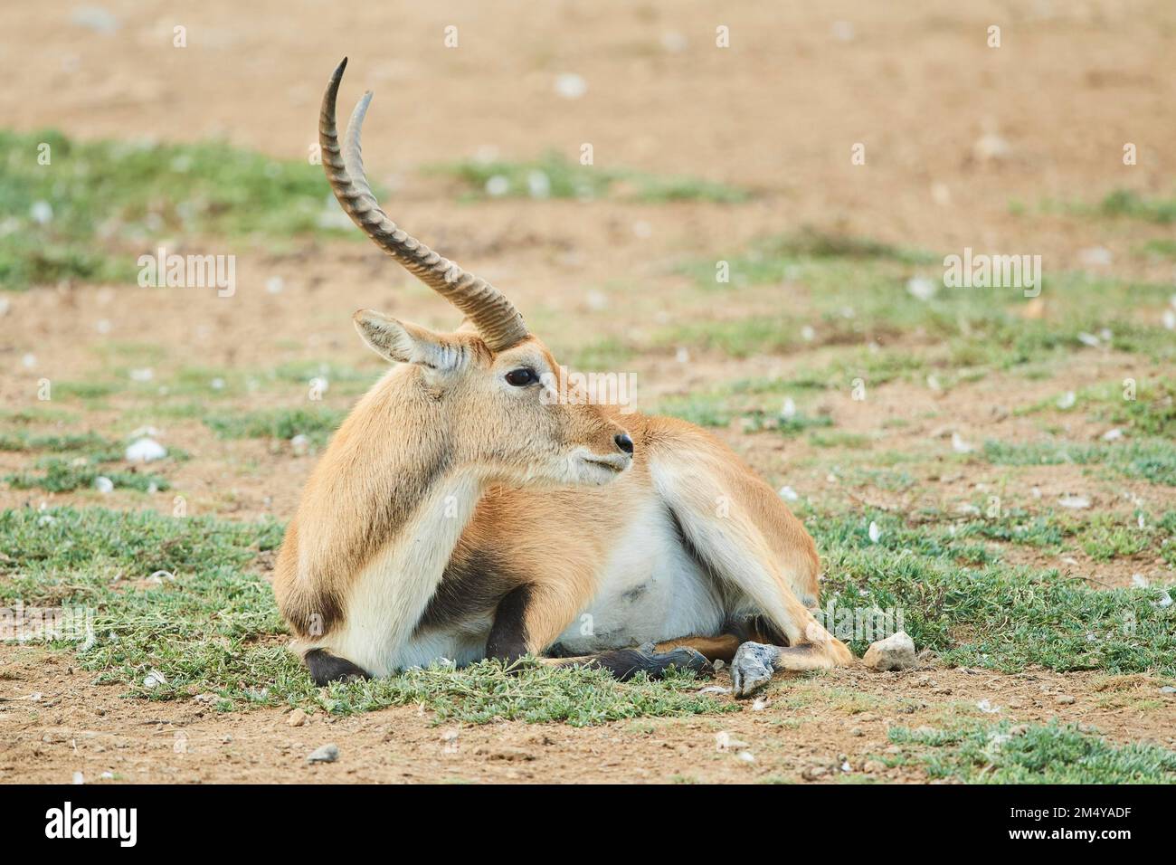 Südliches Lechwe (Kobus leche) im Dessert, Gefangenschaft, Distributionsafrika Stockfoto