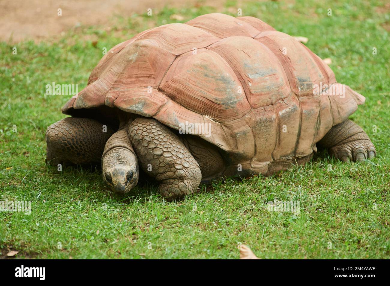 Afrikanische Zwergschildkröte (Centrochelys sulcata) auf dem Boden, Spanien Stockfoto