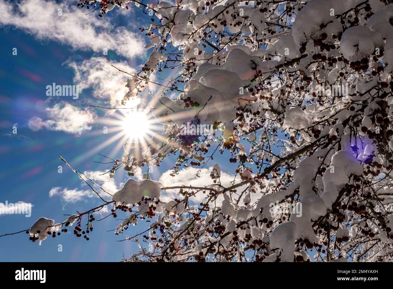 Krabben-Apfelbaum mit Schnee bedeckt Stockfoto