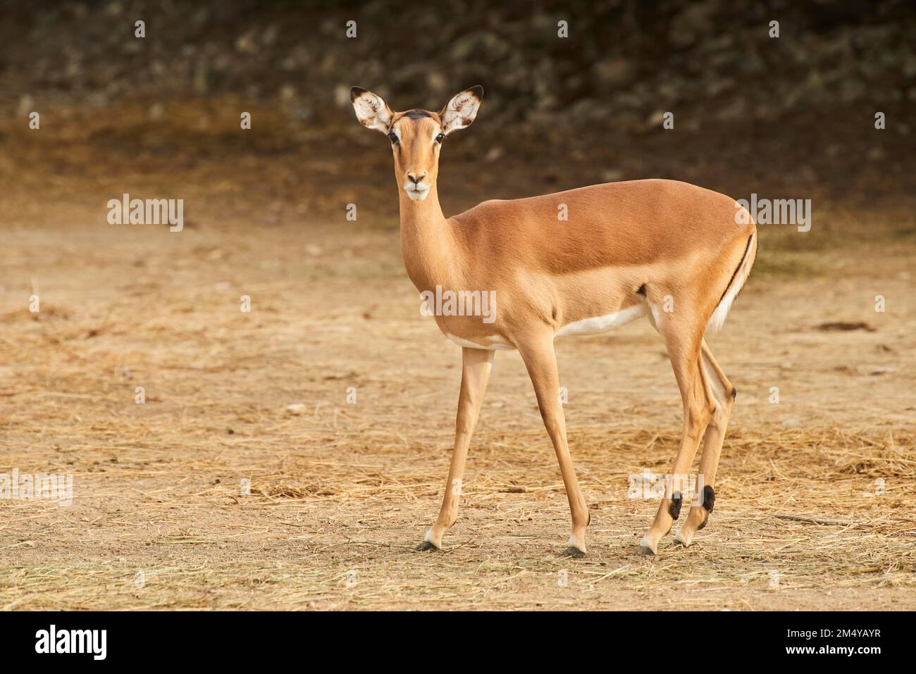 Weibliche Impala (Aepyceros melampus) im Dessert, Gefangenschaft, Distributionsafrika Stockfoto