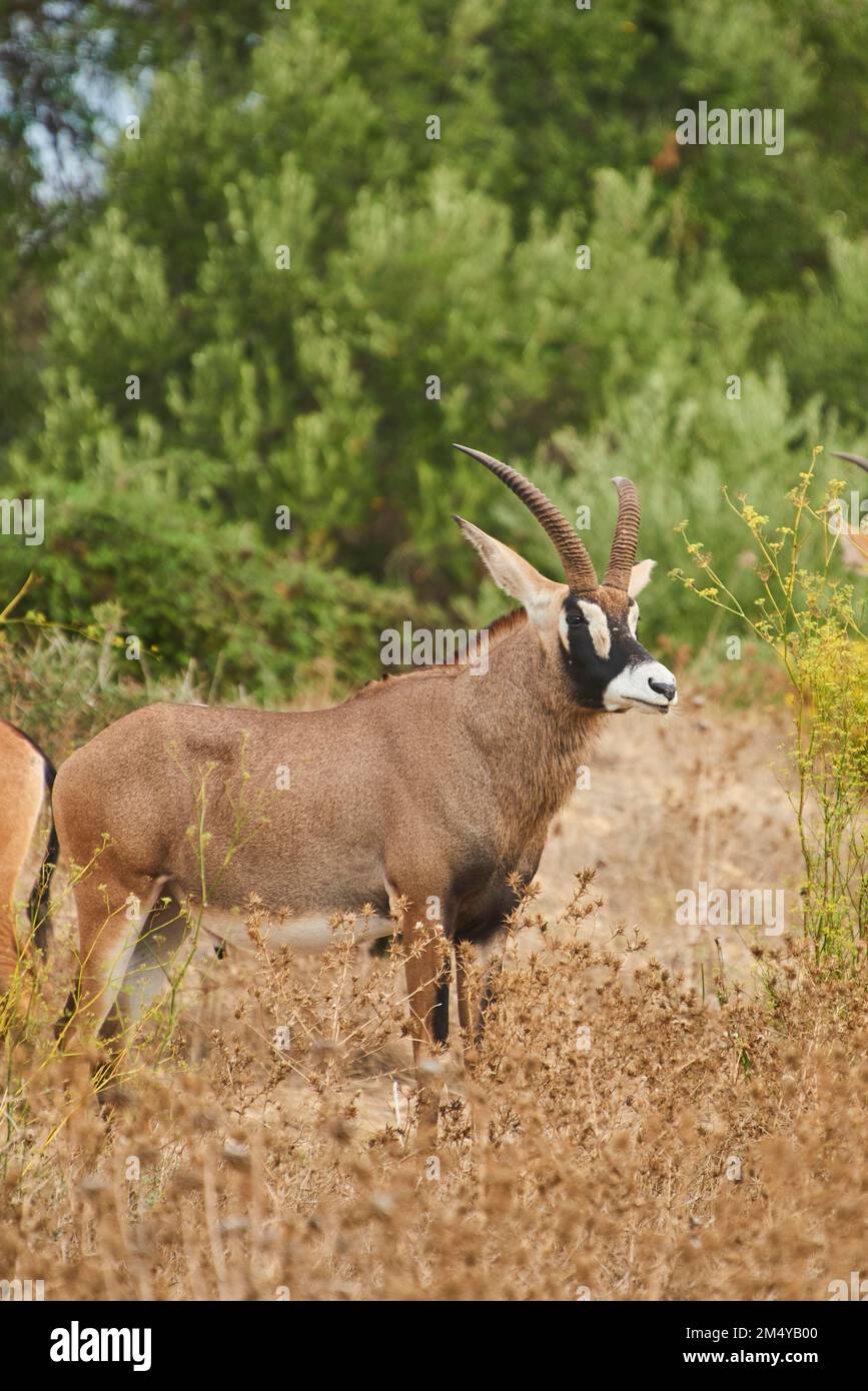 Sable Antilope (Hippotragus niger) im Dessert, Gefangener, Distributionsafrika Stockfoto